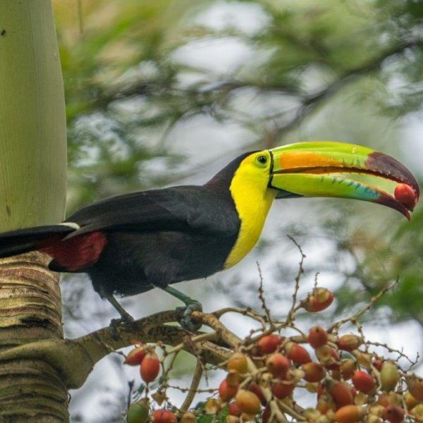 Vida salvaje y natural en Tikal