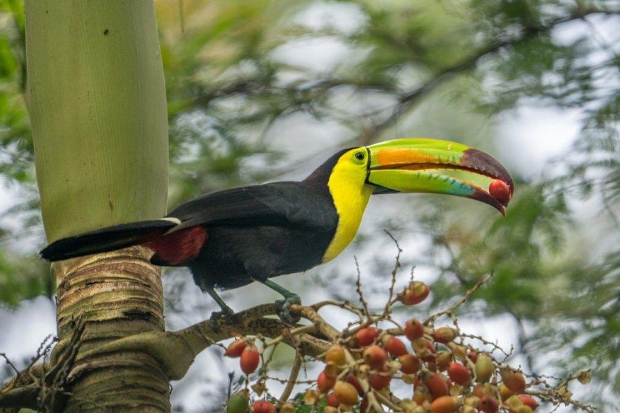 Vida salvaje y natural en Tikal